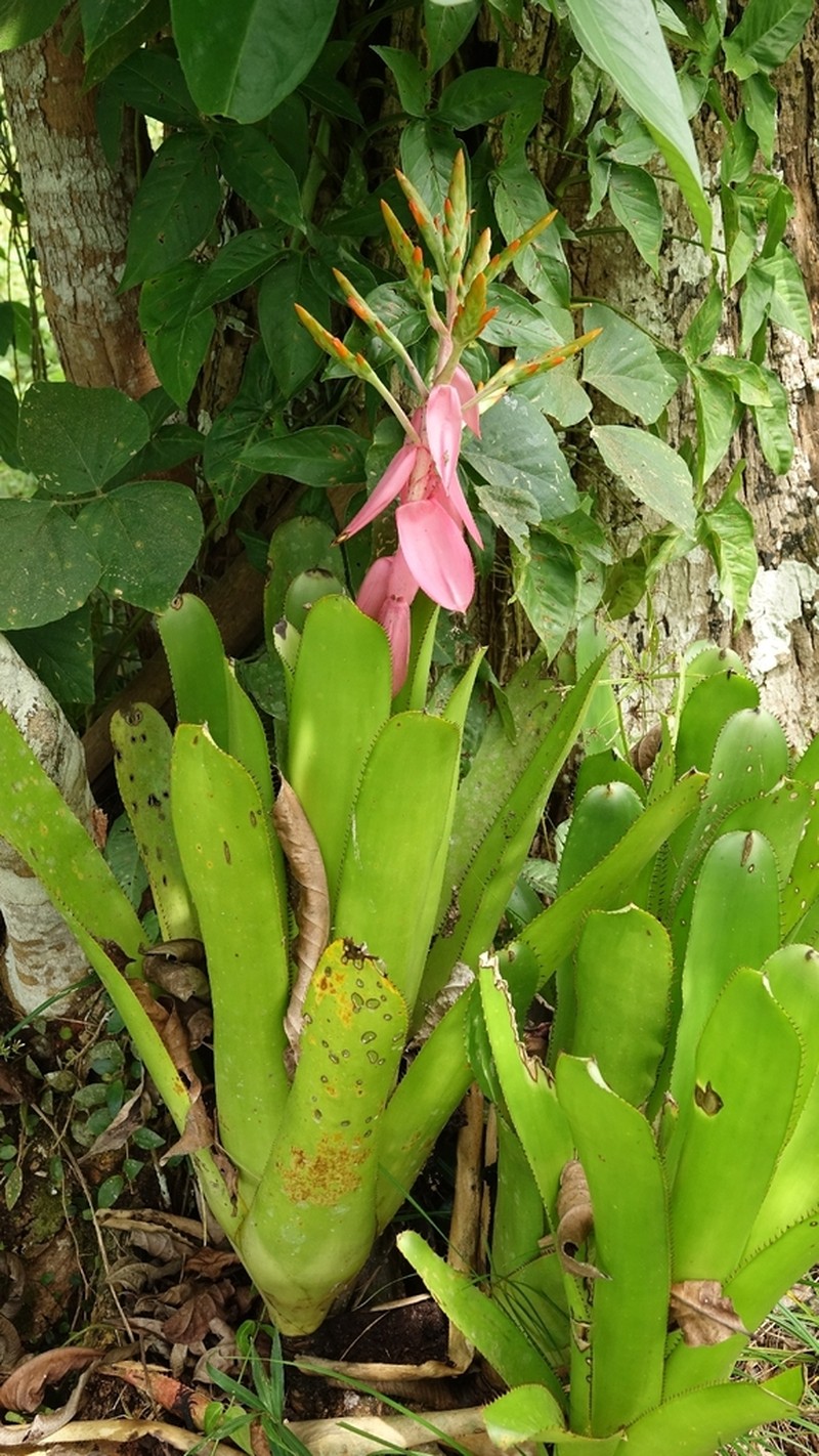 Aechmea moorei photo 3