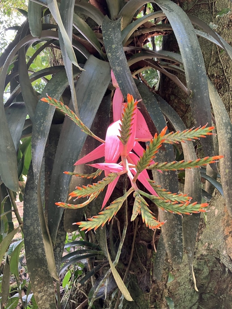 Aechmea moorei photo 4