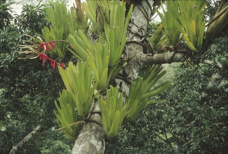 Aechmea moorei photo 6