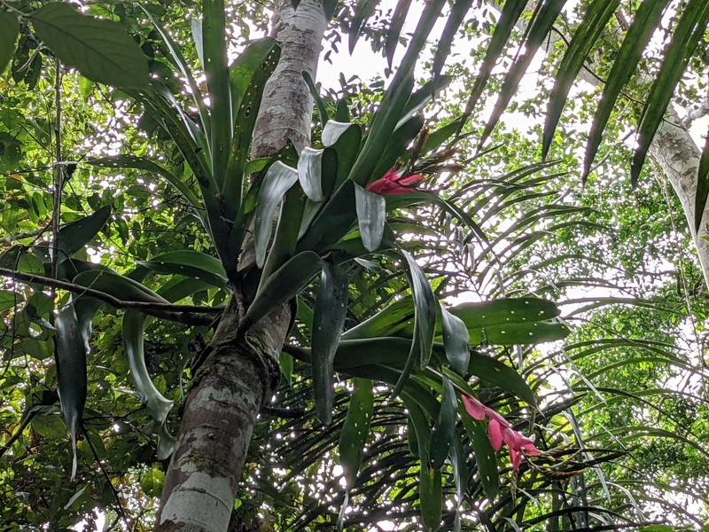 Aechmea moorei photo 8