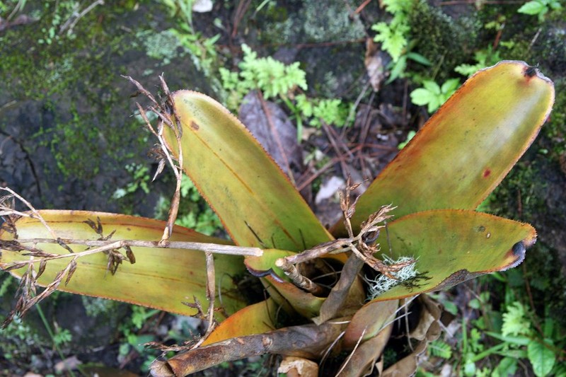 Aechmea mulfordii