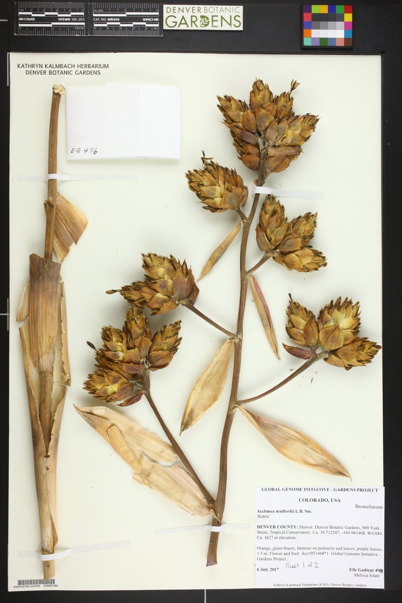 Aechmea mulfordii photo 3