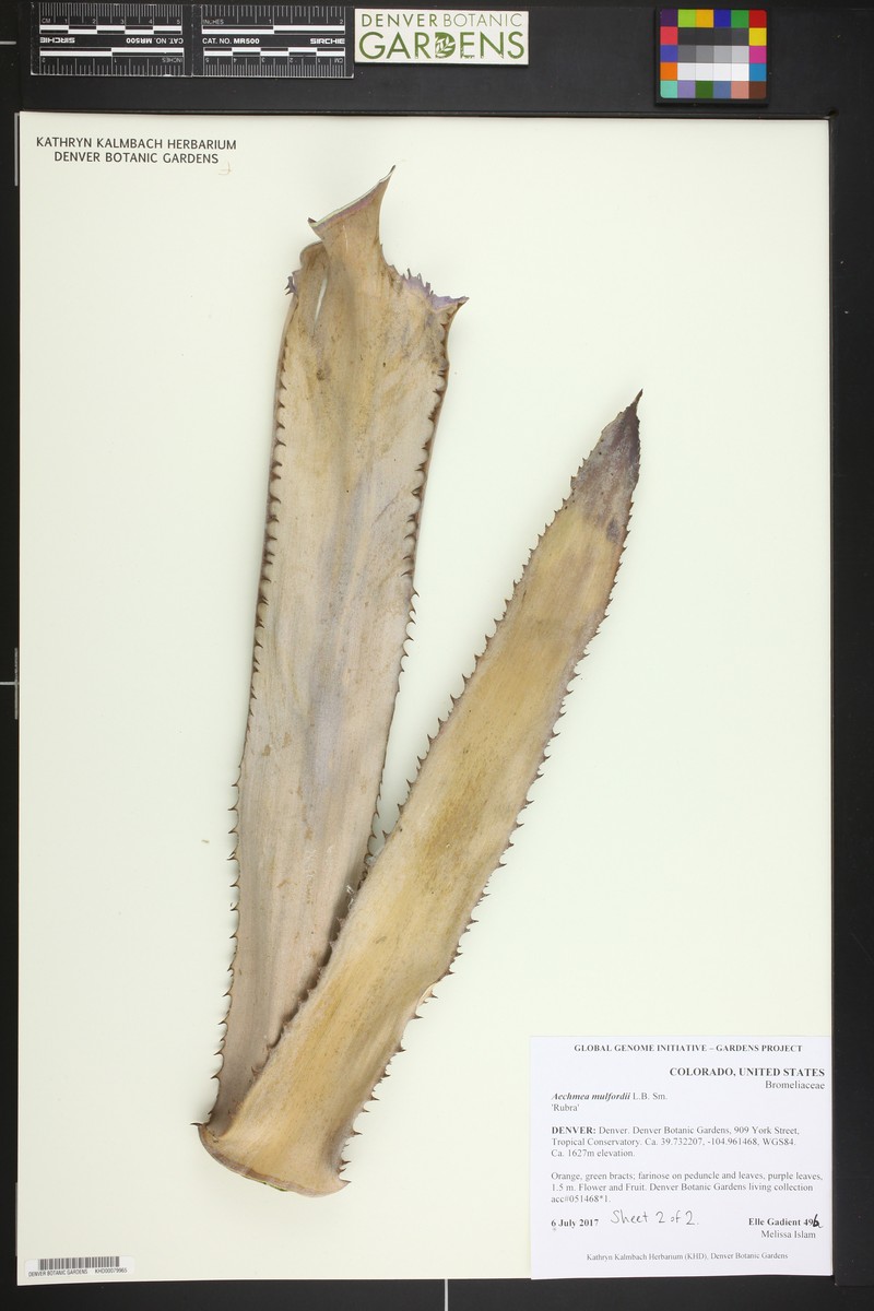 Aechmea mulfordii photo 4