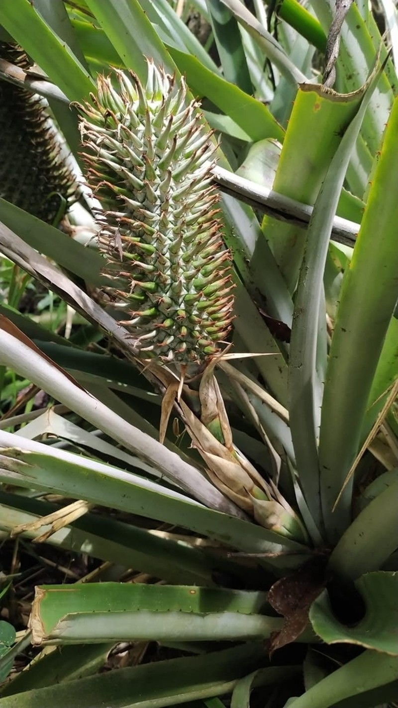 Aechmea muricata photo 2