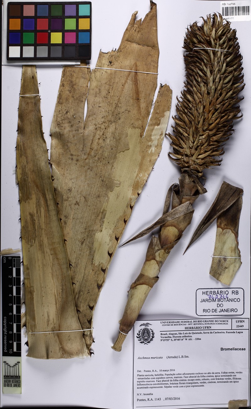 Aechmea muricata photo 3