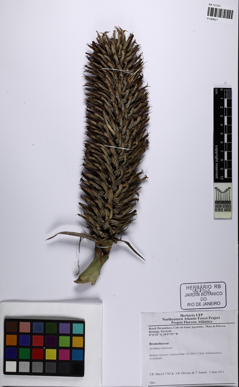 Aechmea muricata photo 4