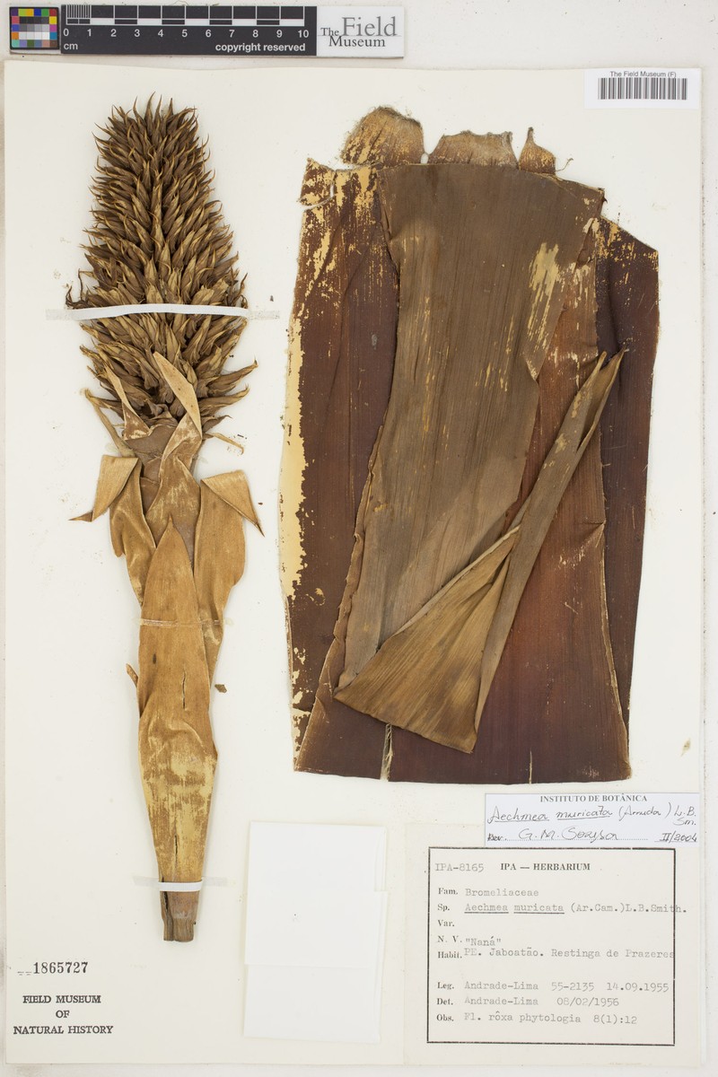 Aechmea muricata photo 5