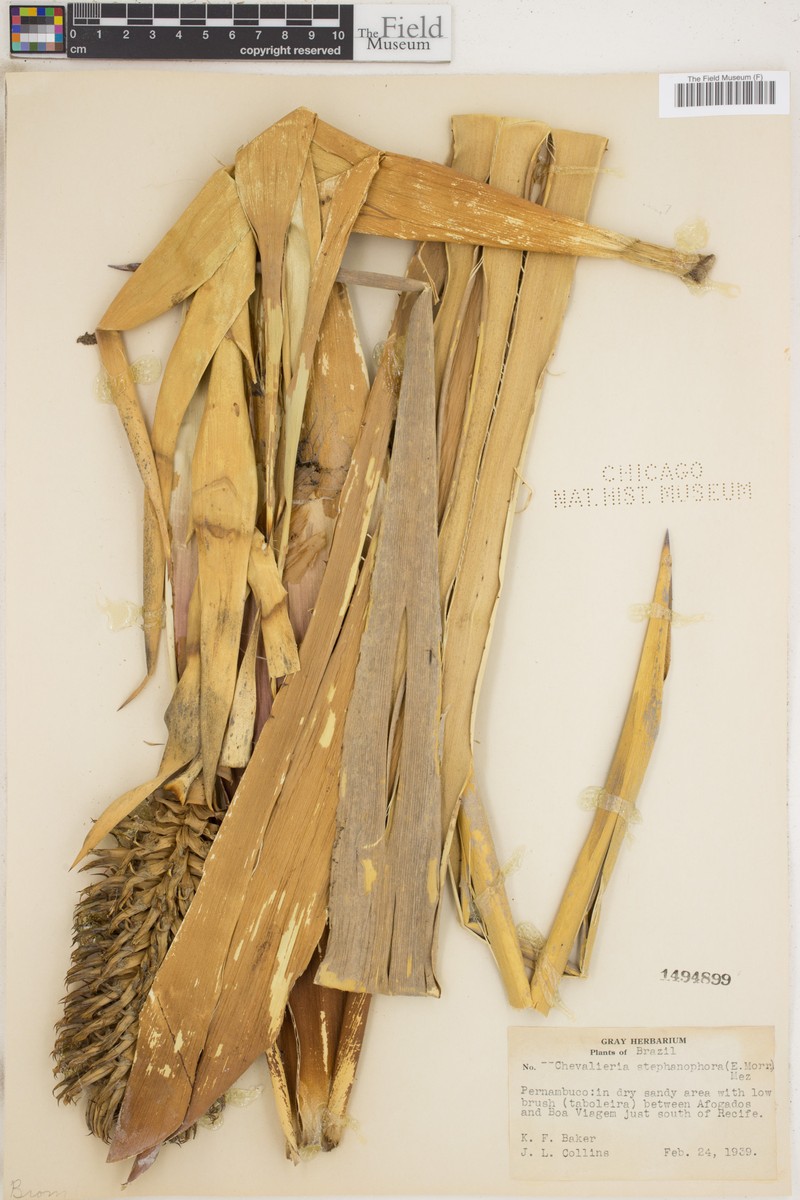 Aechmea muricata photo 6