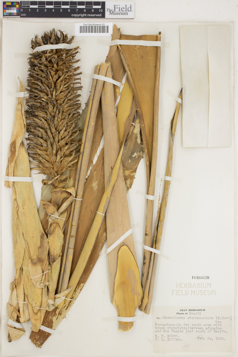 Aechmea muricata photo 7
