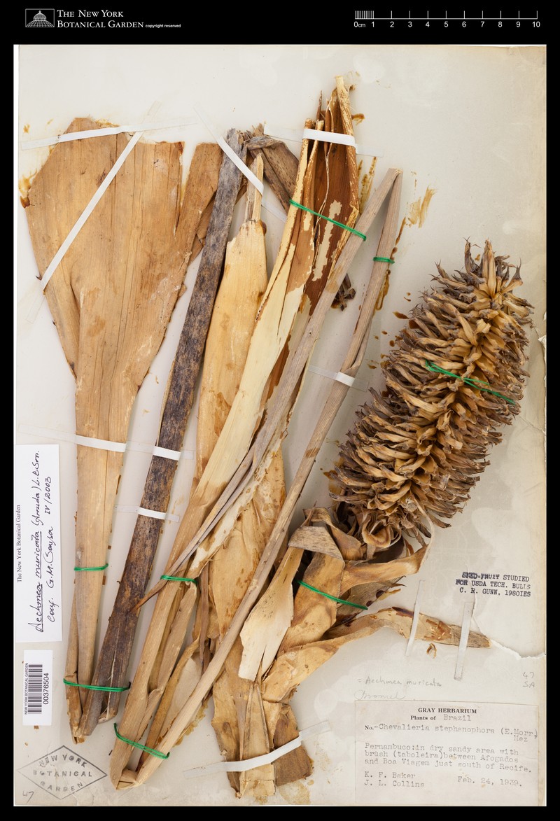 Aechmea muricata photo 8