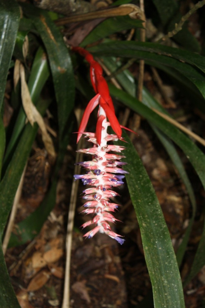 Aechmea mutica photo 3