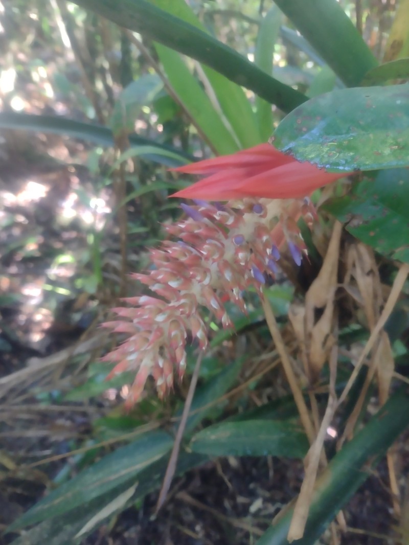Aechmea mutica photo 4