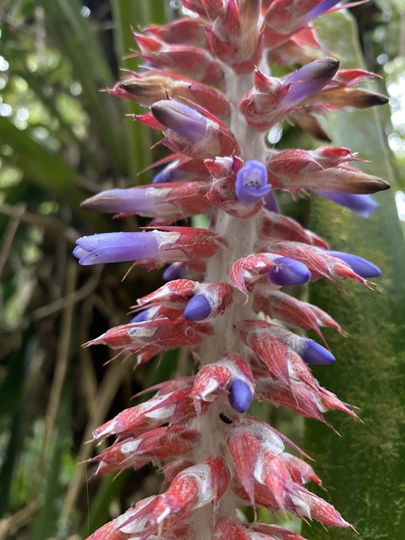 Aechmea mutica photo 5