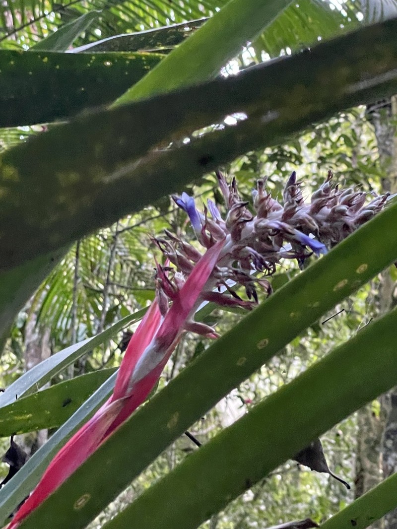 Aechmea mutica photo 6