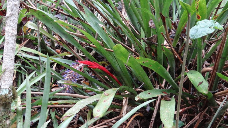 Aechmea mutica photo 7