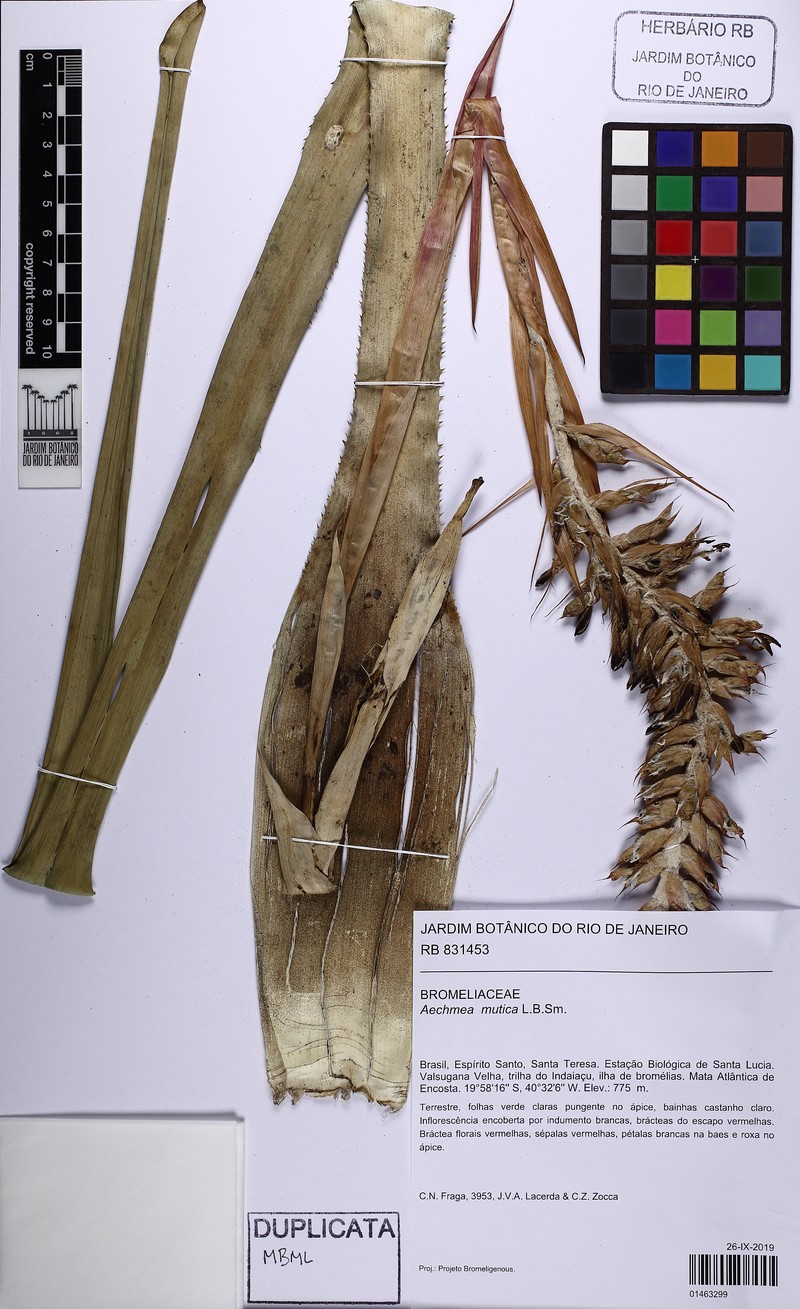 Aechmea mutica photo 8