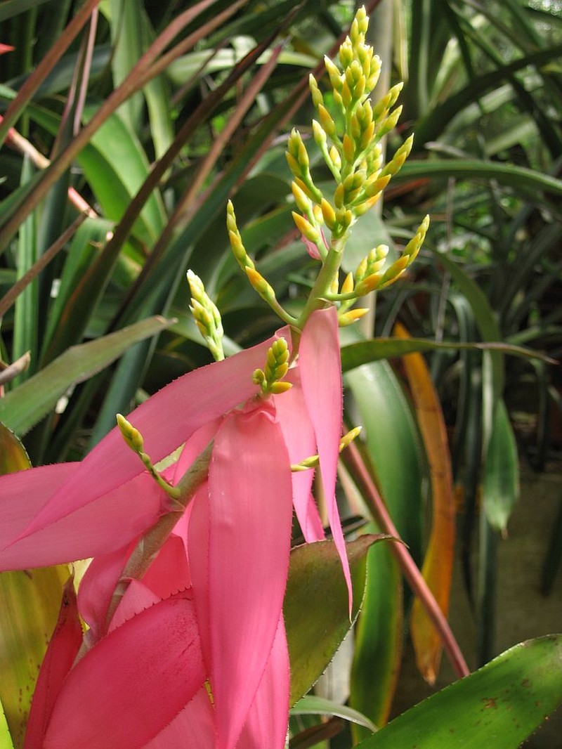 Aechmea nallyi