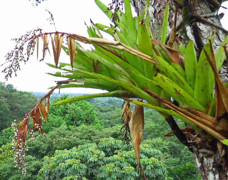 Aechmea nallyi photo 2