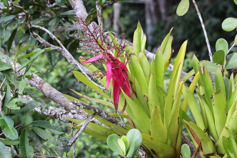 Aechmea nallyi photo 3