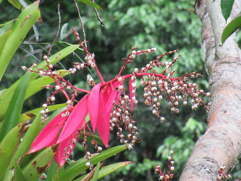 Aechmea nallyi photo 4