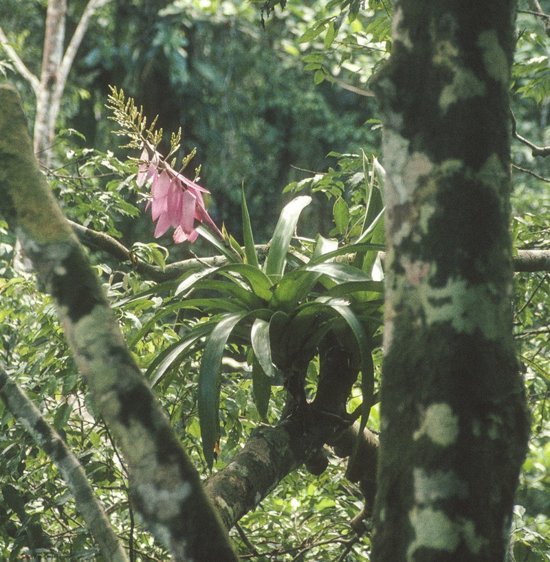 Aechmea nallyi photo 5