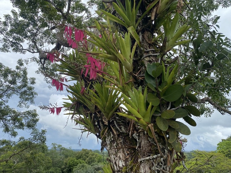 Aechmea nallyi photo 6