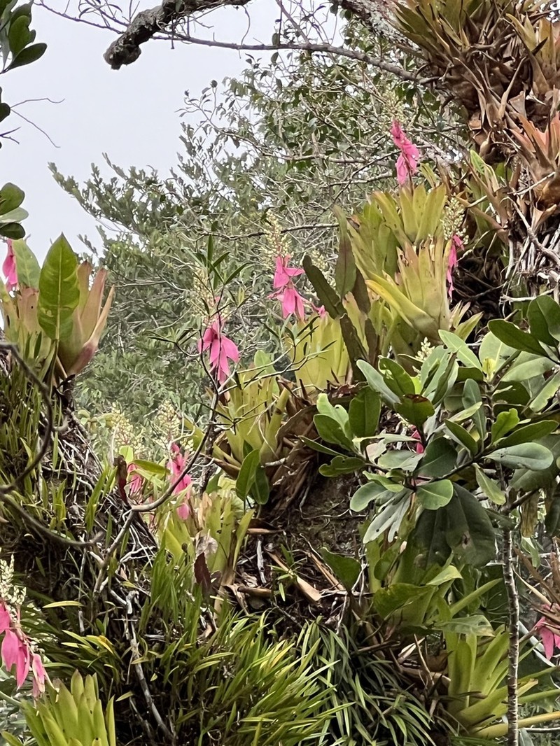 Aechmea nallyi photo 8