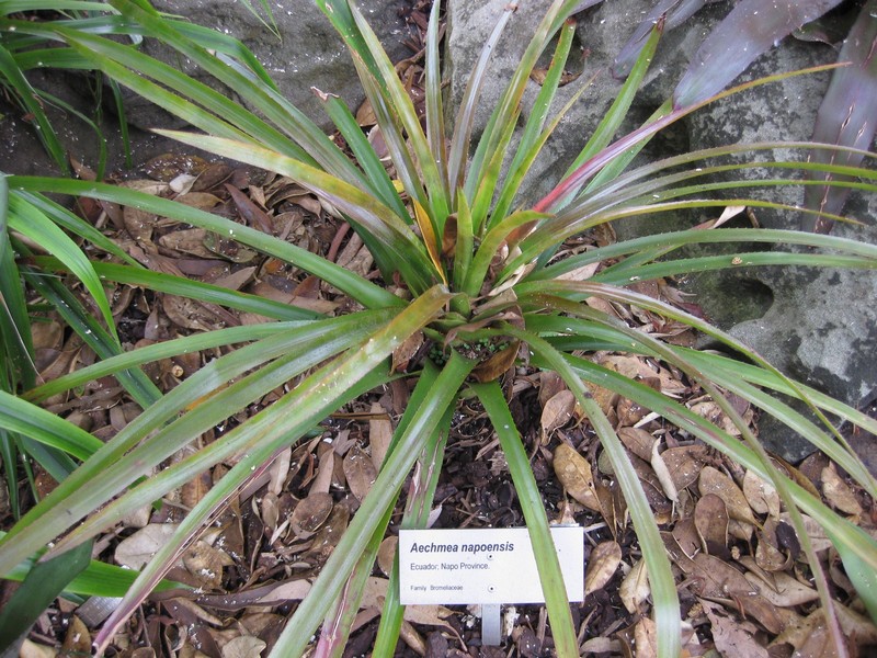 Aechmea napoensis