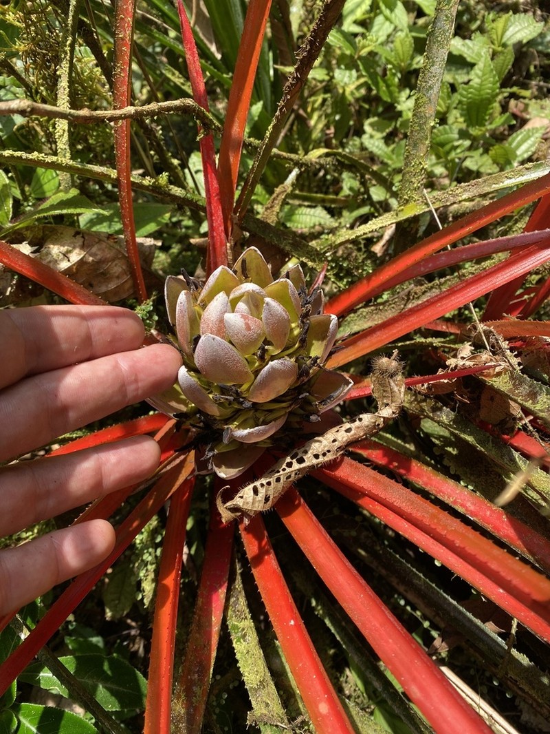 Aechmea napoensis photo 2