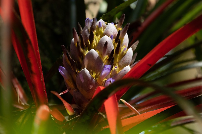 Aechmea napoensis photo 3