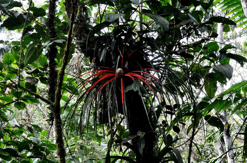 Aechmea napoensis photo 4