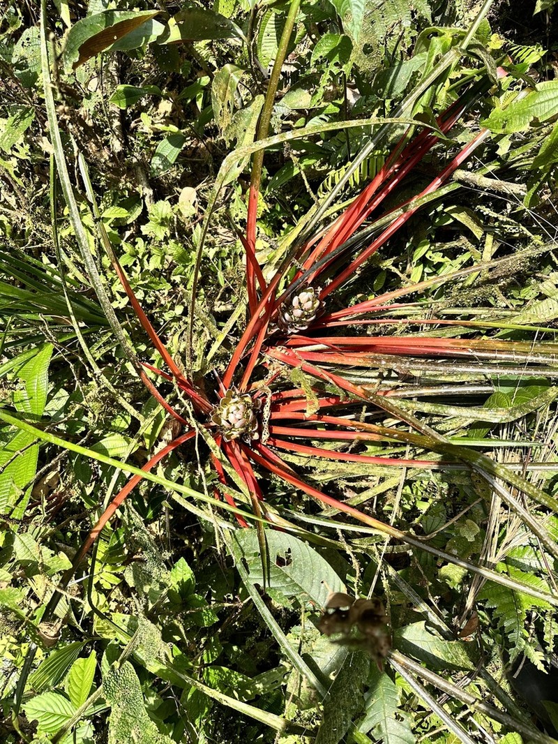 Aechmea napoensis photo 5