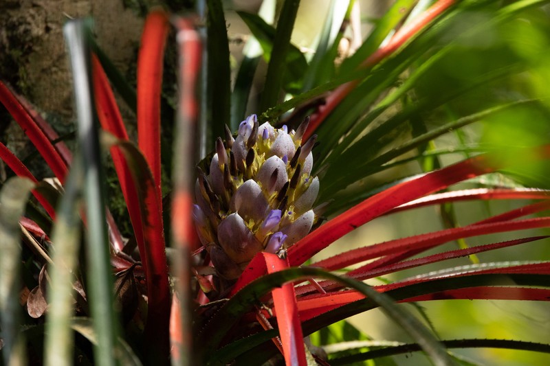Aechmea napoensis photo 6