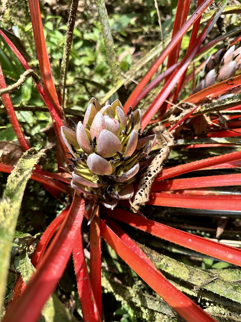 Aechmea napoensis photo 7