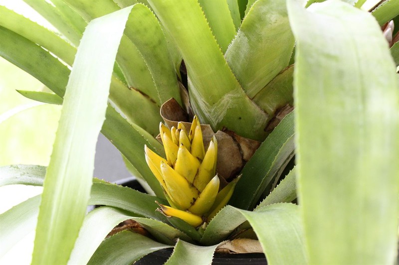 Aechmea nidularioides