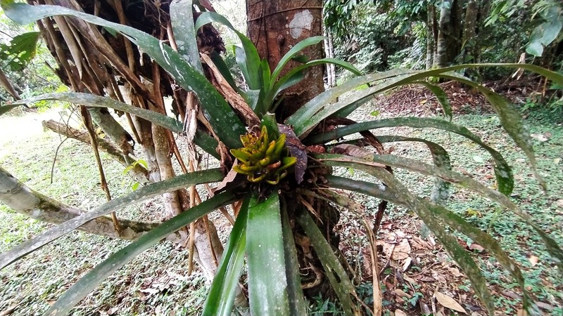 Aechmea nidularioides photo 2