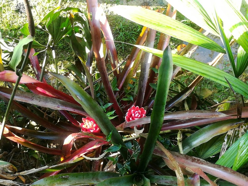 Aechmea nidularioides photo 3