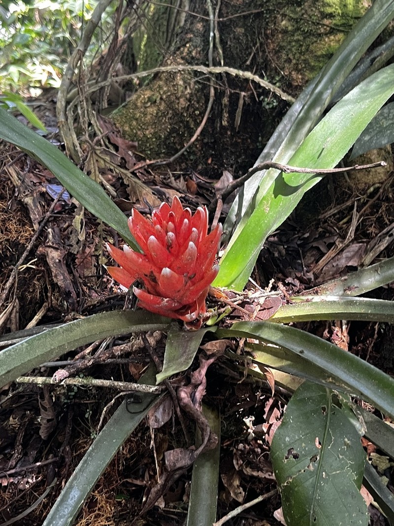 Aechmea nidularioides photo 4