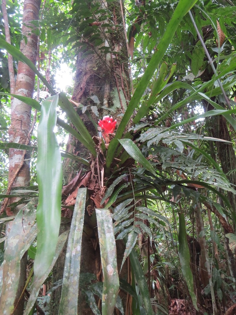 Aechmea nidularioides photo 5