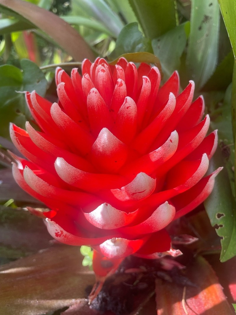 Aechmea nidularioides photo 7
