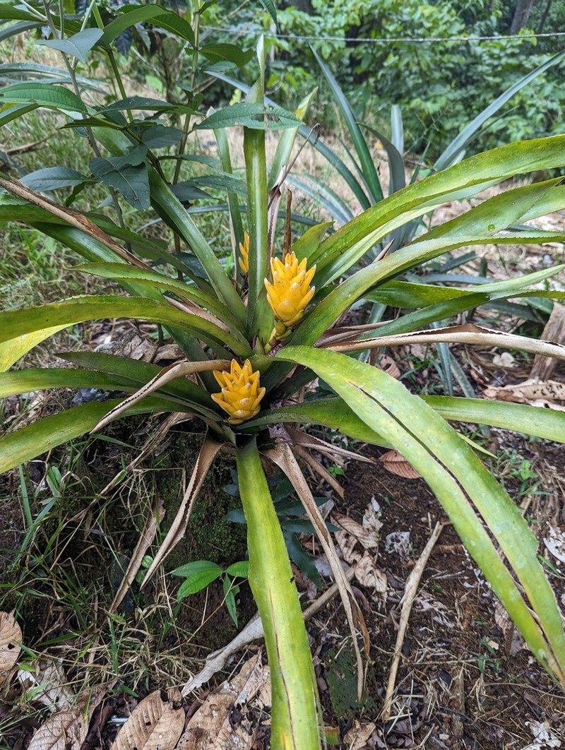 Aechmea nidularioides photo 8