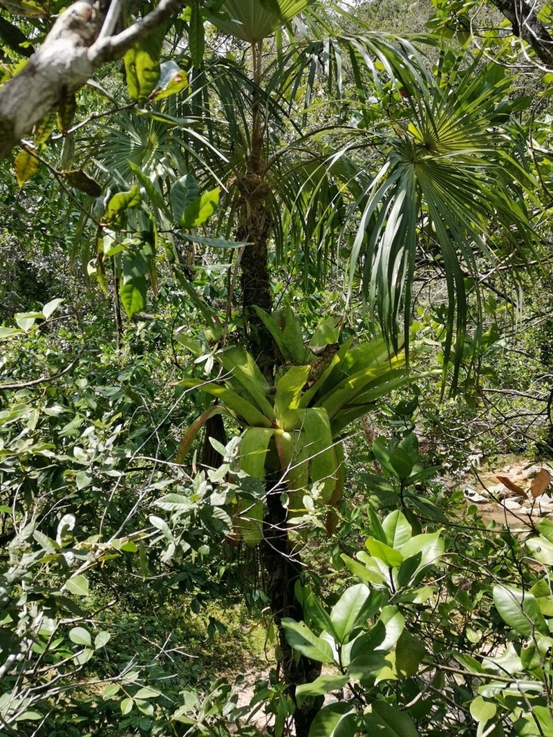 Aechmea novoae photo 2