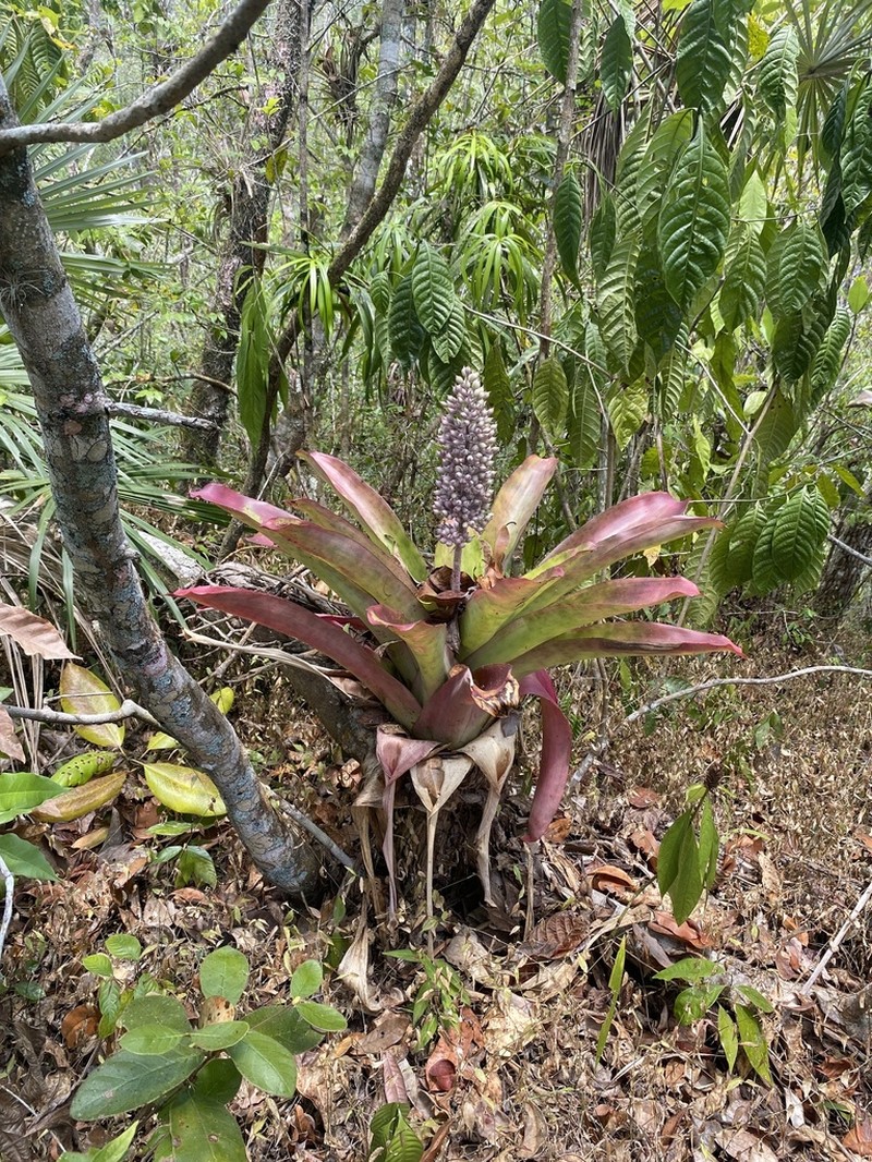 Aechmea novoae photo 3