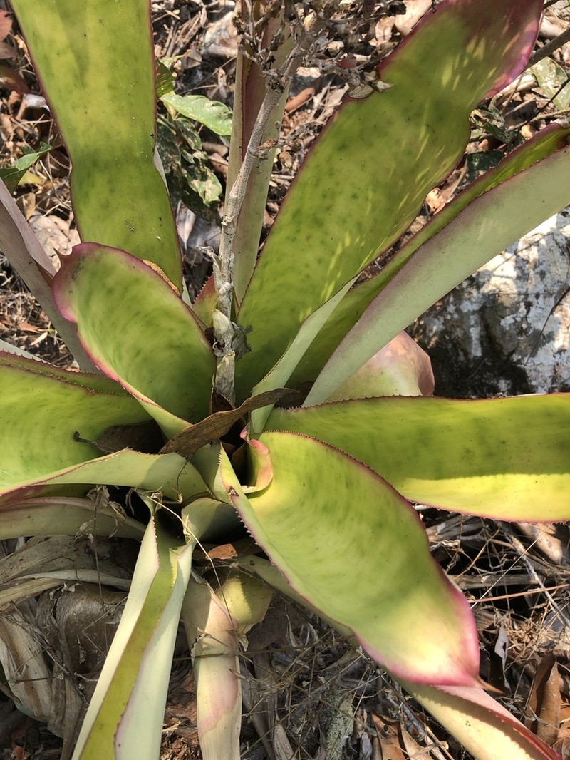 Aechmea novoae photo 4