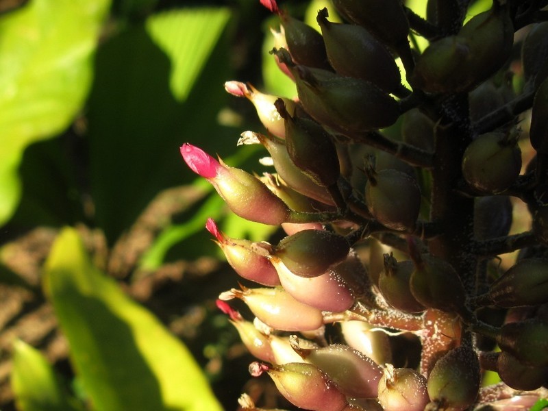 Aechmea novoae photo 5