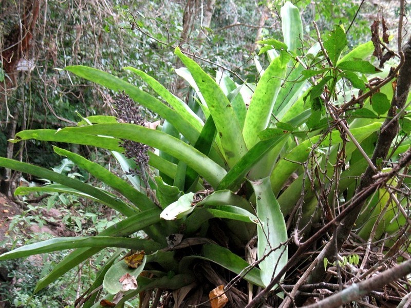 Aechmea novoae photo 6