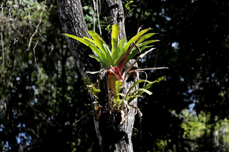 Aechmea novoae photo 7