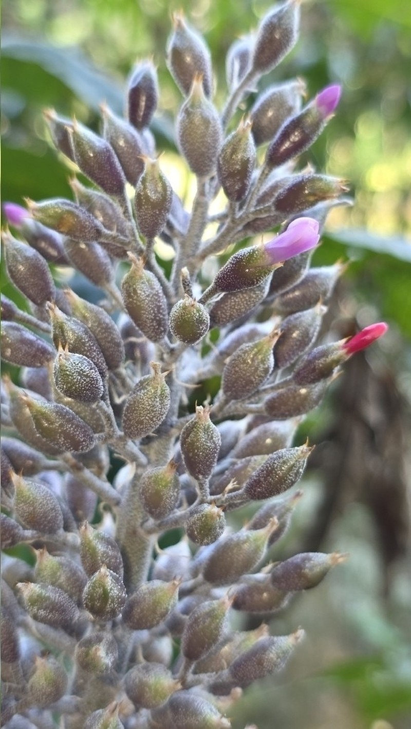 Aechmea novoae photo 8
