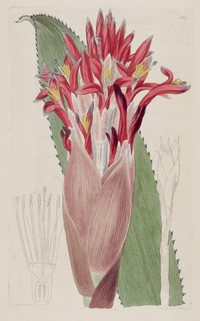 Nakedstem Livingvase