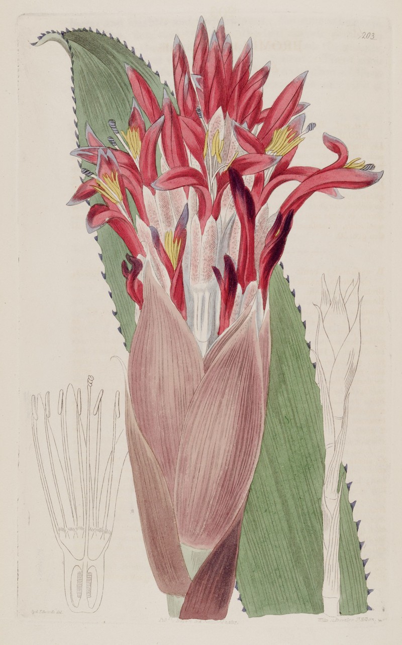 Nakedstem Livingvase
